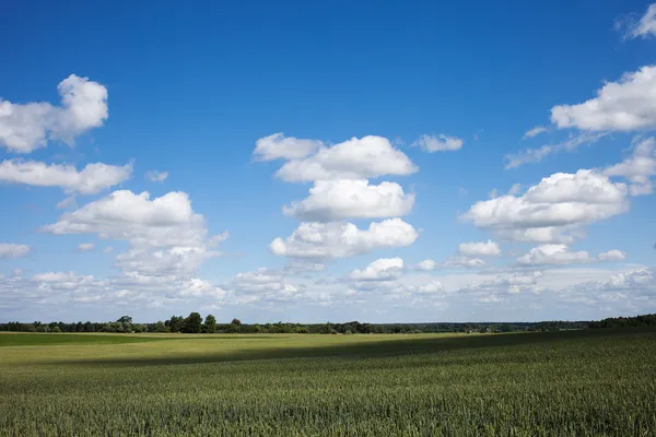 Paisaje de verano letón . —  Fotos de Stock