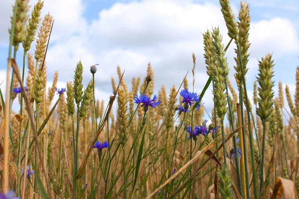 Wheat and cornflowers. — Stock Photo, Image