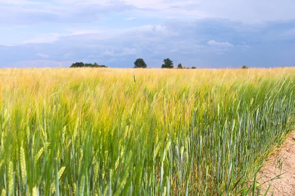 Grain field. — Stock Photo, Image