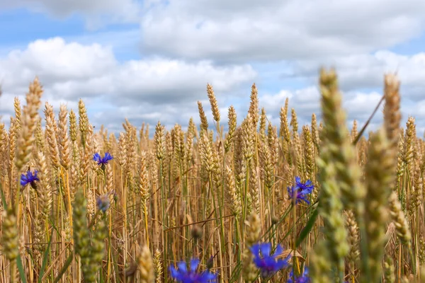 Wheat and cornflowers. — Stock Photo, Image
