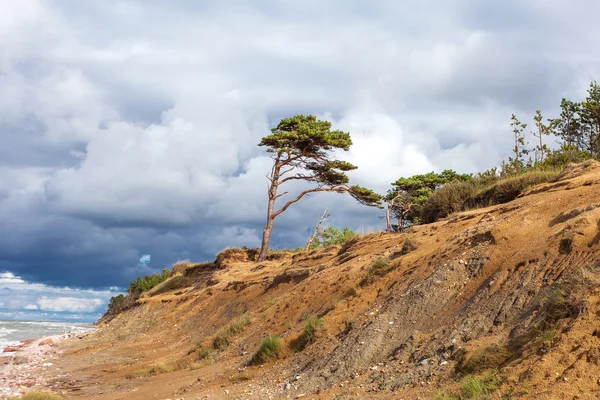 Eenzame pine op Baltische kust. — Stockfoto