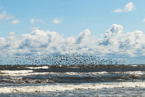 새와 바다. — 스톡 사진