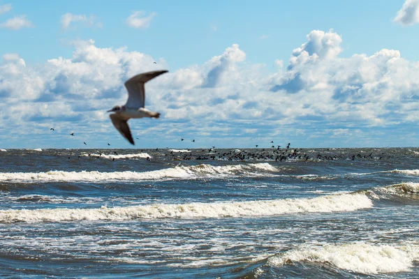 Vögel und Meer. — Stockfoto