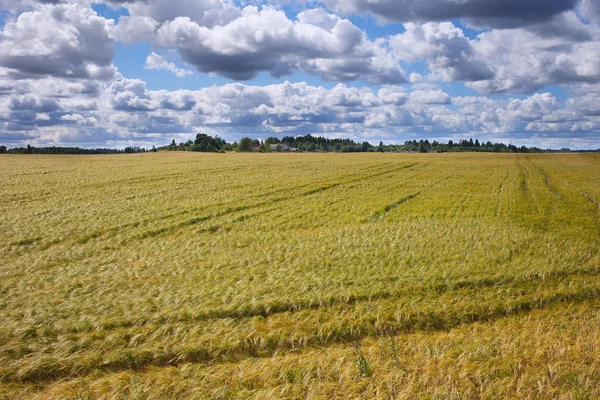 Barley field. — Stock Photo, Image