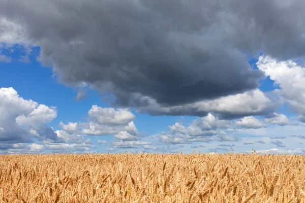 Zralé pšenice. — Stock fotografie