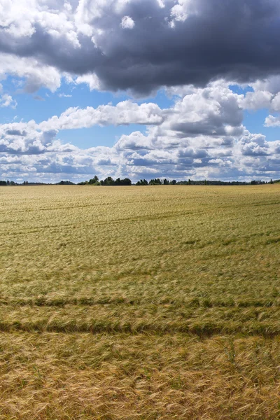 Barley field. — Stock Photo, Image