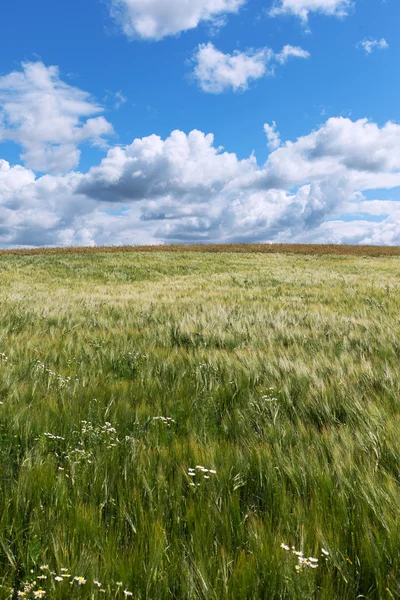 Campo d'orzo . — Foto Stock