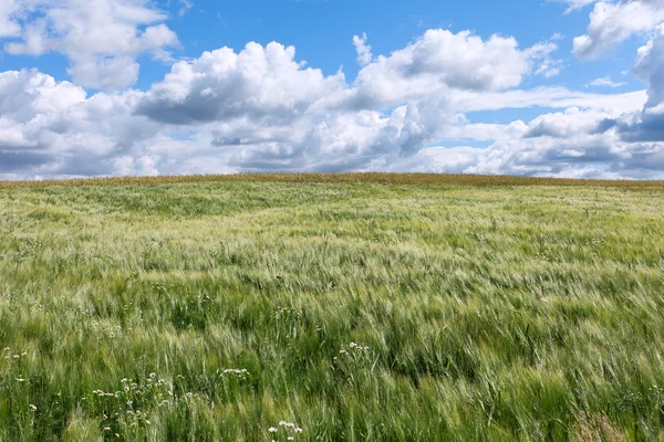 Korn fältet. — Stockfoto