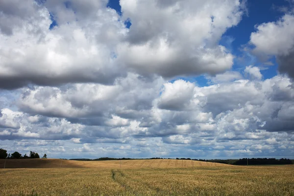 Campo de trigo maduro . — Fotografia de Stock