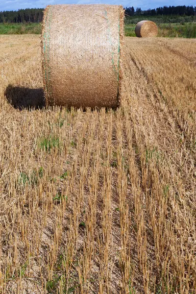 Straw balles. — Stock Photo, Image