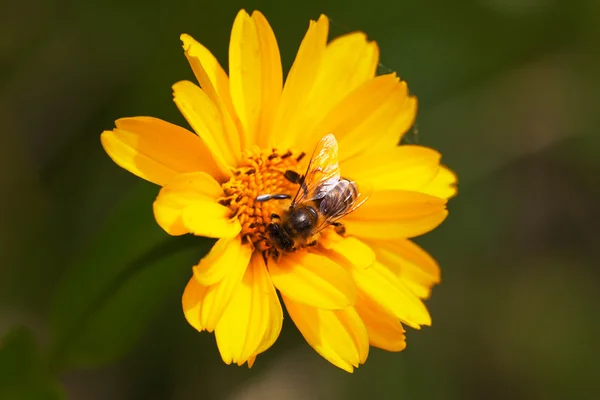 Bi och blomma. — Stockfoto