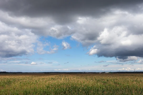 Campos de milho . — Fotografia de Stock