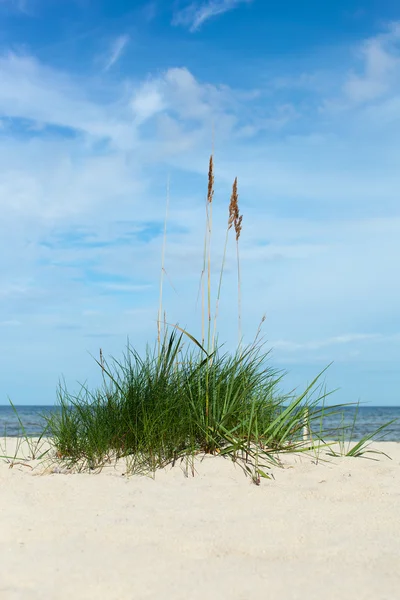 Grönt gräs på baltic beach. — Stockfoto