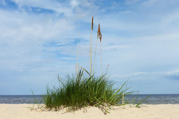 Zelené trávy na pobaltské beach. — Stock fotografie