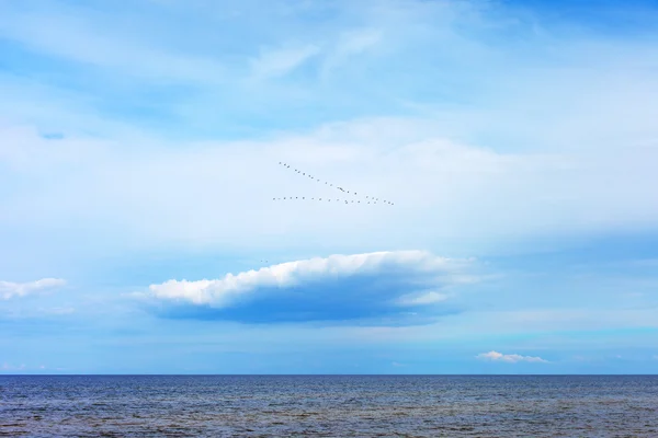 Baltic sea and migratory birds. — Stock Photo, Image