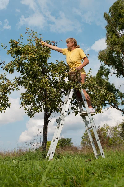 Plockning av päron. — Stockfoto