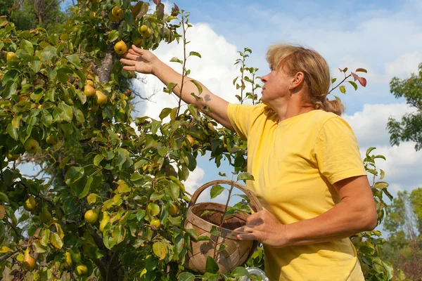 Picking of pears. — Stock Photo, Image