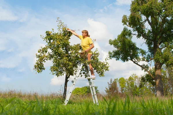 Plockning av päron. — Stockfoto