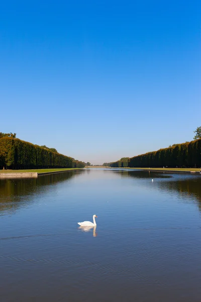 Swan i park i versailles, france. — Stockfoto