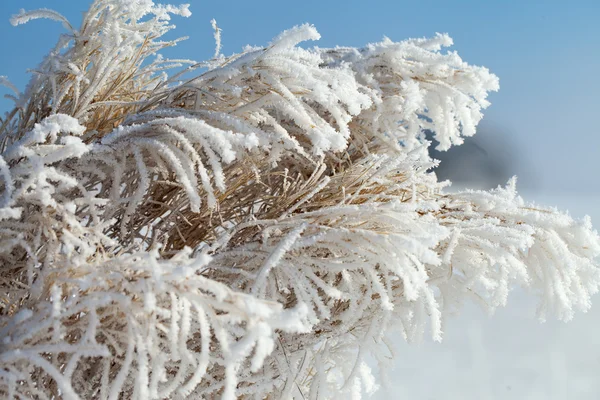 Grama seca no inverno. — Fotografia de Stock