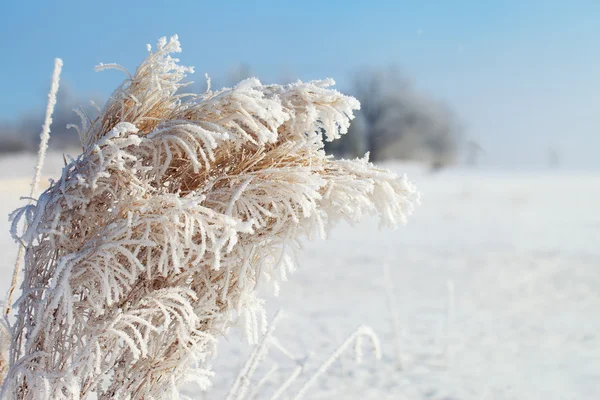 Suchá tráva v zimě. — Stock fotografie