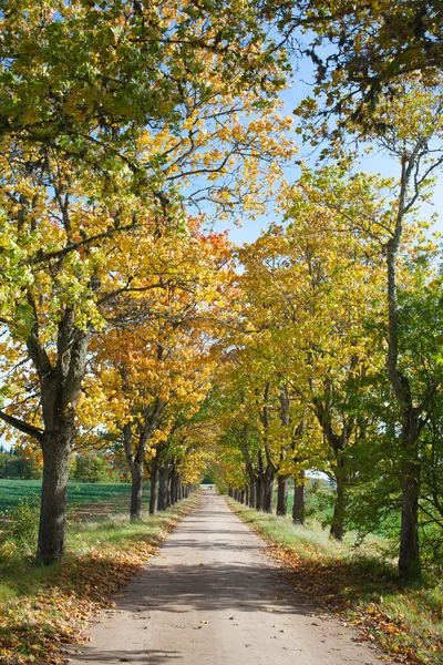 Vicolo autunno . — Foto Stock