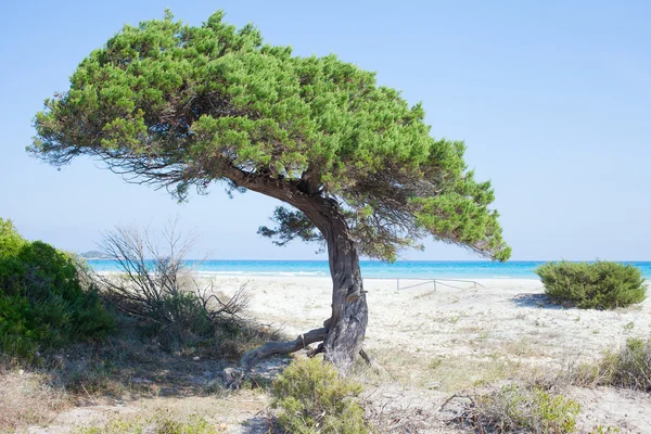 Sardinské pobřeží Středozemního moře. — Stock fotografie