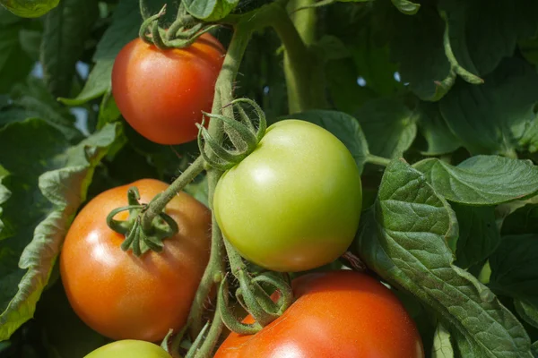 Cultivo de tomates . — Fotografia de Stock