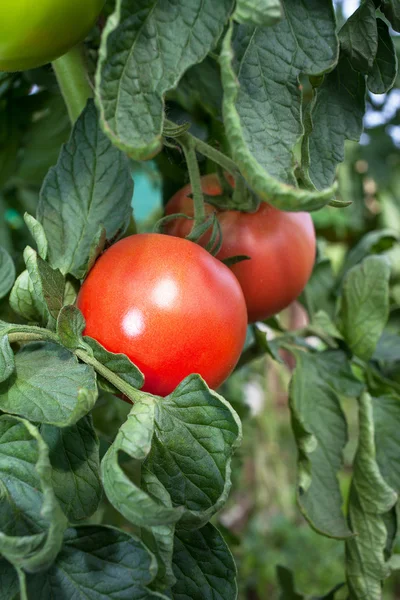 Cultivo de tomates . — Fotografia de Stock