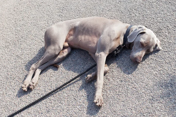 Alvó kutya. — Stock Fotó