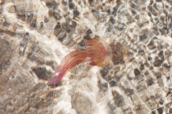 Medúzy ve Středozemním moři. — Stock fotografie
