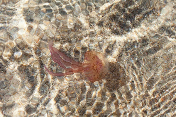 Medusas en el mar Mediterráneo . —  Fotos de Stock