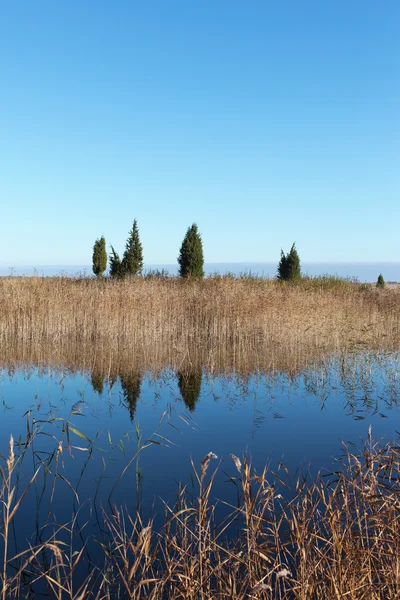 Озеро и тростник . — стоковое фото
