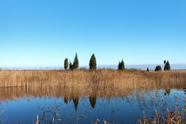 Lago y cañas . — Foto de Stock