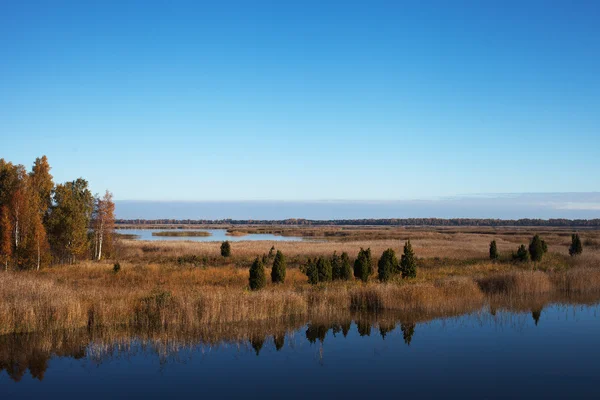 Lake and reeds. — Stock Photo, Image