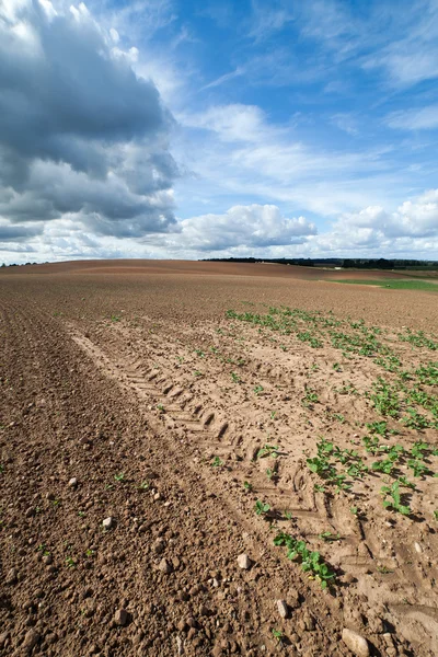 Germinazione della colza . — Foto Stock