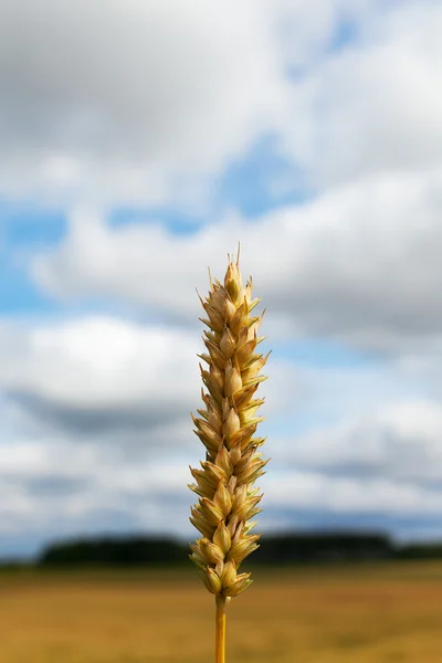 Wheat ear. — Stock Photo, Image