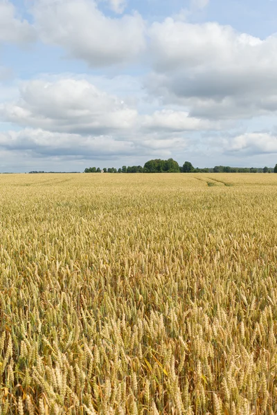 Weizenfeld. — Stockfoto