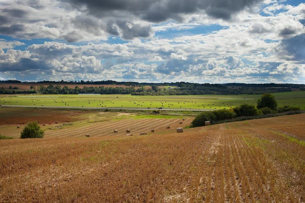 Mown field. — Stock Photo, Image