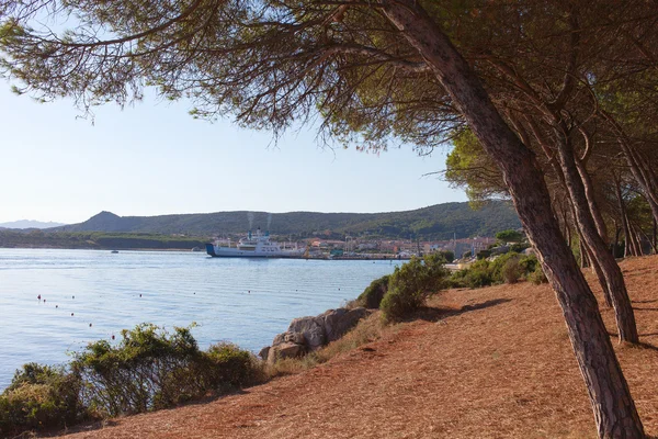 Pini sulla costa marittima . — Foto Stock