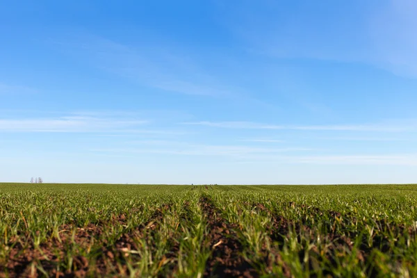 Young wheat. — Stock Photo, Image