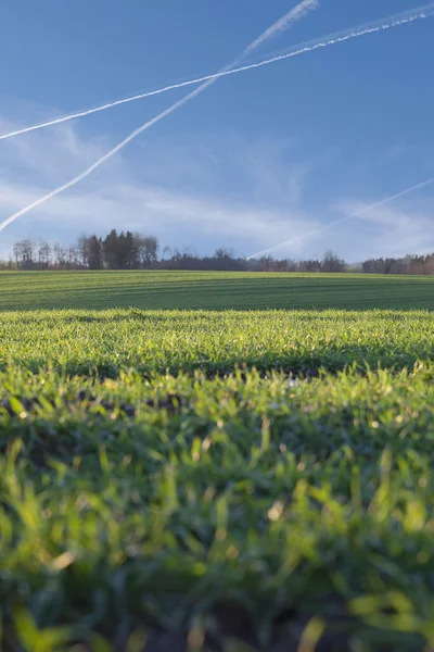 Kieming van tarwe. — Stockfoto