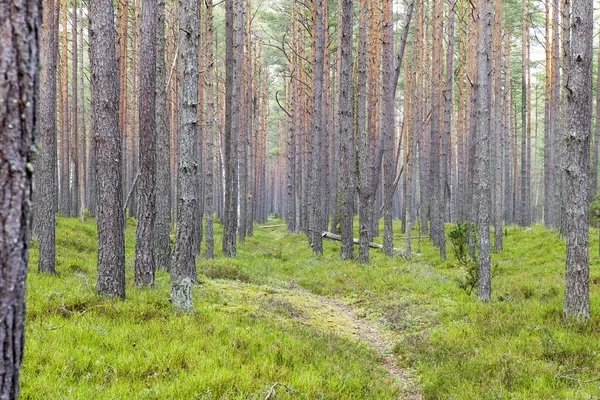 Skog. — Stockfoto