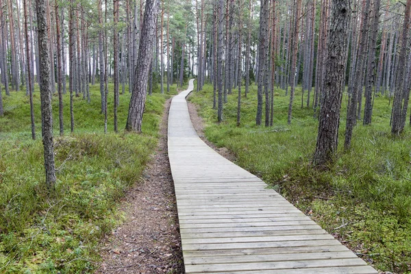 Path in forest. — Stock Photo, Image