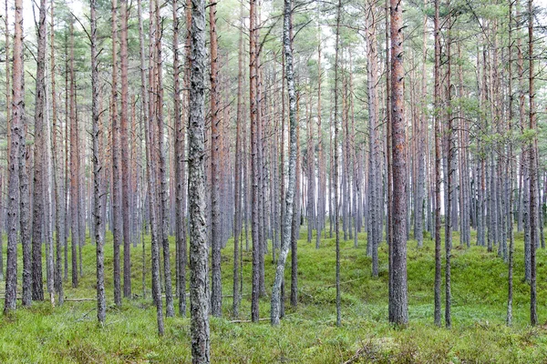 Skog. — Stockfoto