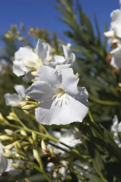 Fleurs blanches . — Photo