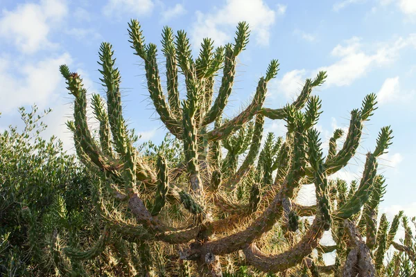 Kaktus. — Zdjęcie stockowe