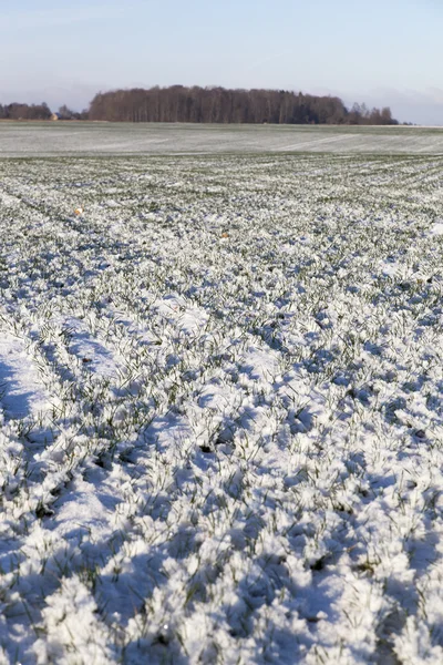 Field in wintwer. — Stock Photo, Image