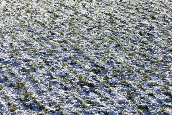 Groene tarwe onder de witte sneeuw. — Stockfoto