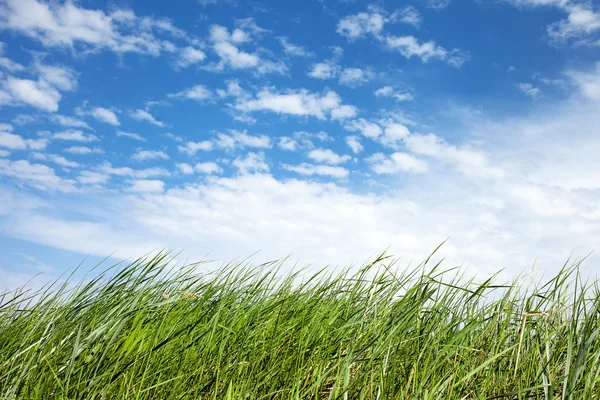 Grass and sky. — Stock Photo, Image